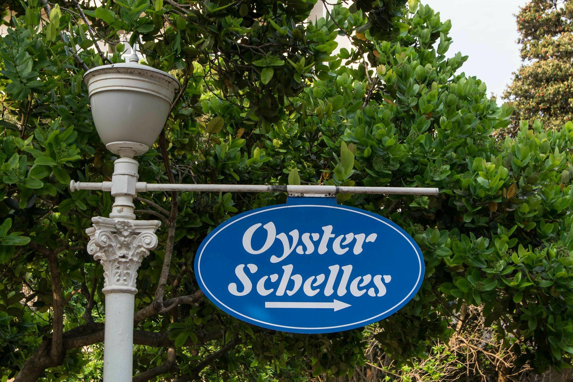 302 Oyster Schelles - By In Umhlanga *